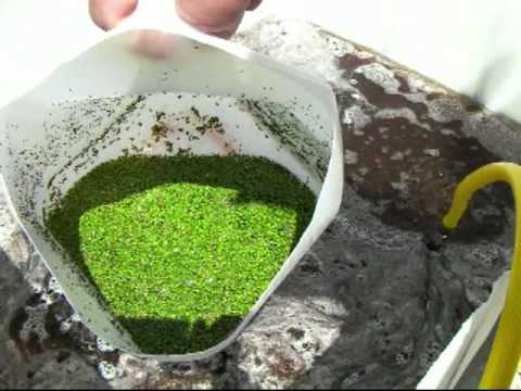 how to harvest duckweed