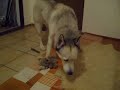 Mein Odin Mein Odin