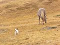 Triko y los caballos.... Triko y los caballos....