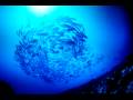 videos de Coral Reef Adventures part 2