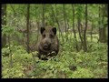 Rok w puszczy 2/3, audiodeskrypcja