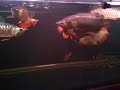 11 x Red Tail Golden Arowana Community Tank 8 x 2.5 x 2.5 Video 2
