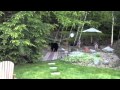 backyard visitor