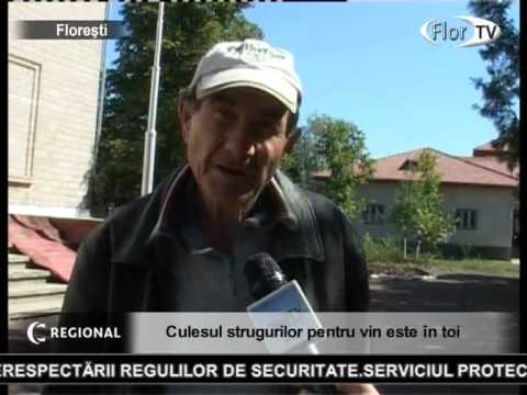 Culesul strugurilor pentru vin este în toi