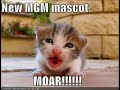 vERY fUNNY cATS 10 vERY fUNNY cATS 10