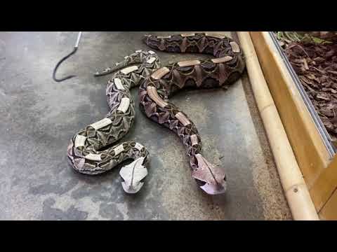 YouTube reptile video