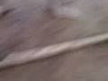 videos de pesca