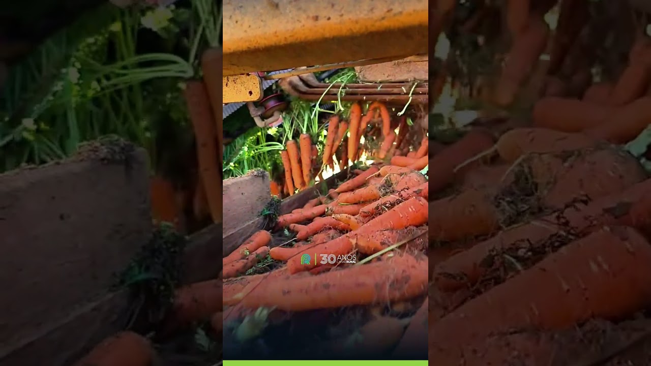 Máquina arranca cenouras do solo em segundos