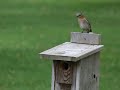 Click here to watch this video Bluebird goes to nest.MOV