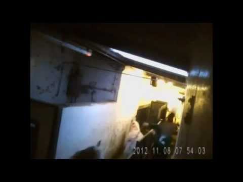 horses grand national horses grand national