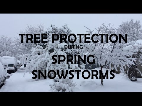 Protecting Trees and Shrubs from Spring Snowstorms