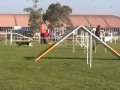 Australian Shepherd Agility