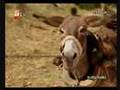 Elveda Rumeli 3. Bölüm 1. Kısım
