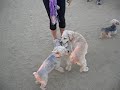 Doggie Fun