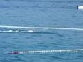 Biograd open water swimming marathon 2008 - 3600 m - Soldo