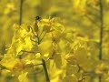 bees-p?ela na repici