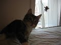 Pouncin' to NPR
