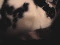 My Rabbit Oreo My Rabbit Oreo