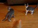 cat-adoption-juno-playing-toy-rat.html