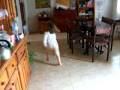 videos de Tratando de filmar a Tomy