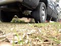 Dodge Cummins Diesel Startup