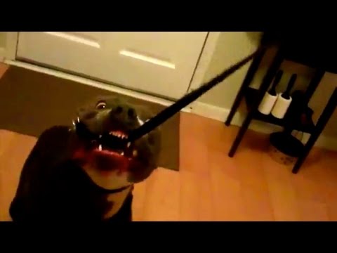 how to decide to put a dog down