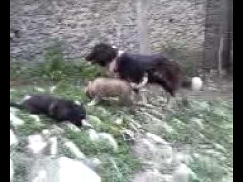 Qent+e+sharrit+ne+shitje