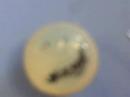 Cow eye Disection (part 3)