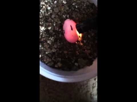 how to fertilize gecko eggs
