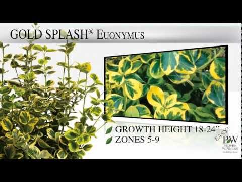 how to fertilize golden euonymus