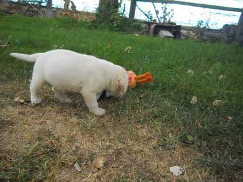 joker at 6 weeks of age