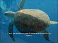 Paraiso Tortugas