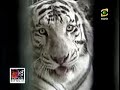 CARADURA & EL NENE EN EL ZOOLOGICO DE HUACHIPA