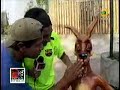CARADURA & EL NENE EN EL ZOOLOGICO DE HUACHIPA