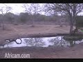 Leopard at Elephant Plains