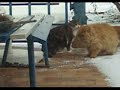 Baula (Katzen, Kater, Cats) raufen
