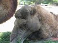 Krefelder Zoo - Kamele
