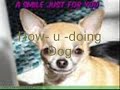 Funny Chihuahua Funny Chihuahua