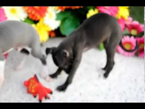 Tobie Italian Greyhound (video) shipping included