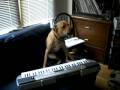 Porter the Musical Dog Plays the Casio!