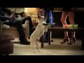 Super Bowl 2011 Commercial - Bud Light Dog Sitter