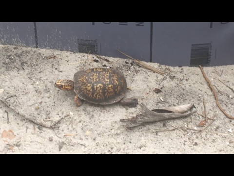 YouTube reptile video