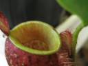 URNES ampullaria plantes carnivores népenthés URNES ampullaria plantes carnivores népenthés