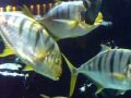 Caesars Palace tropical fish