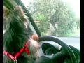 Lilly al volante