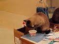 Cat drinks water by dipping paw in glass.