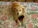 Our dog Dusia plays with his dummy bone after meeting with his 