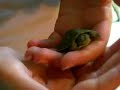 Baby Leo (R.I.P) Baby Leo (R.I.P)