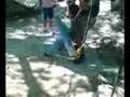 las vueltas del timon