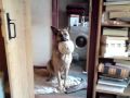 German Shepherd Max (Power) Pre Walk German Shepherd Max (Power) Pre Walk